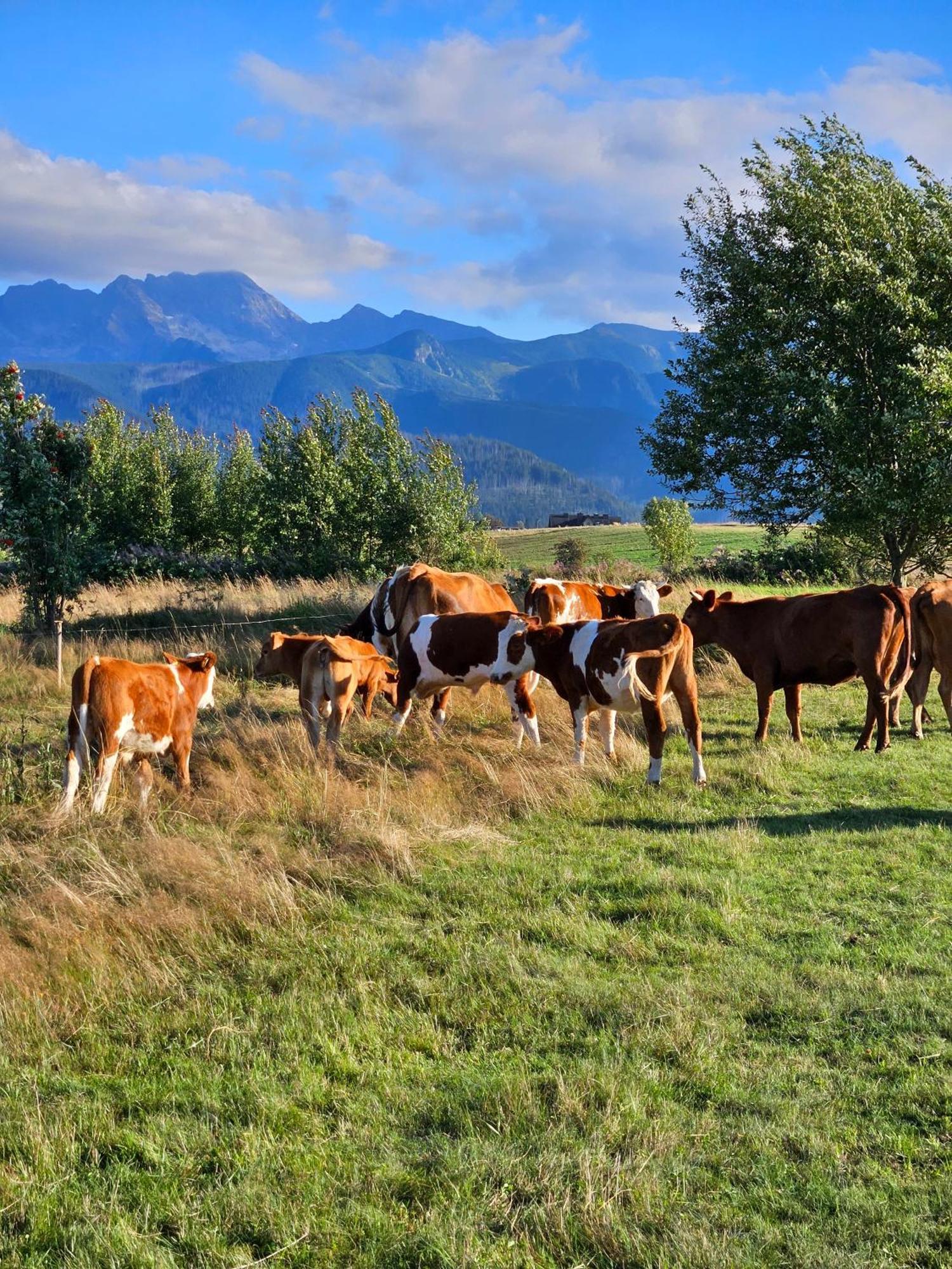 Goralska Chatka 2 Highland Cottage - Split Ac, Jacuzzi, Sauna, Private Parking, Mountains View, Garden, Zakopane Bagian luar foto